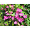 Mixed Colors Blue Red Pink White Purple Morning Glory Ipomoea Carnea Seeds For Planting
